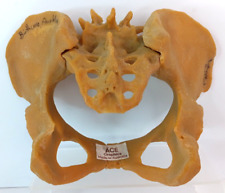 Female pelvis model for sale  Presque Isle