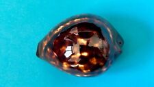 CYPRAEA ZOILA DECIPIEN SEASHELL  F+++ 48.2 MM for sale  Shipping to South Africa