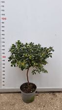 Pianta rhododendron azalea usato  Altamura