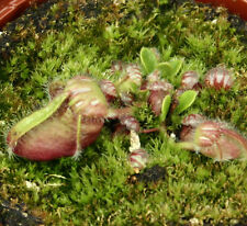 Cephalotus follicularis rare for sale  AMMANFORD