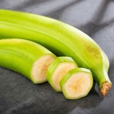 Plantain tropical fruit for sale  USA