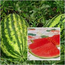 Riesen wassermelone melone gebraucht kaufen  Homberg (Efze)