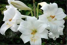 Pure white lilium for sale  Shipping to Ireland