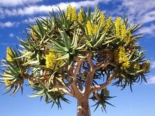 Aloe dichotoma exotic for sale  Miami
