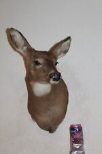Whitetail doe deer for sale  Brandon