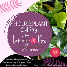 Houseplant plant cuttings for sale  Troupsburg