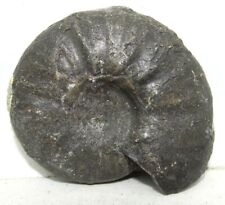 Ammonite noire 9x4.5cm d'occasion  Lagnieu