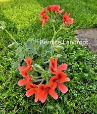 Pelargonie geranium bernice for sale  Shipping to Ireland
