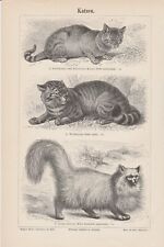 Ca 1890 GATOS SELVAGENS, gato angorá turco impressão litográfica antiga comprar usado  Enviando para Brazil