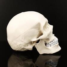 Medmod skull anatomy for sale  Shipping to Ireland
