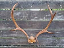 Antique red deer for sale  FAKENHAM