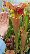 Sarracenia flava rugelii d'occasion  Jonquières