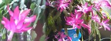 Schlumbergera & Zygos Holiday Cactus - 2 types for one money - Crab claw & Zygos for sale  Shipping to South Africa