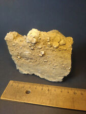 Fossils fossilization shell for sale  Shipping to United Kingdom