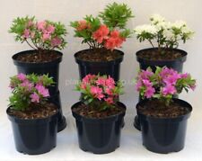 3ltr plant pots for sale  NELSON