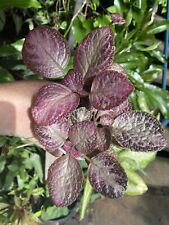 Episcia “Purple princess” established  for sale  Shipping to South Africa