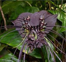 Tacca chantrieri black for sale  Shipping to Ireland
