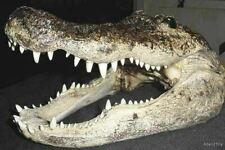 Florida alligator gator for sale  Weirsdale