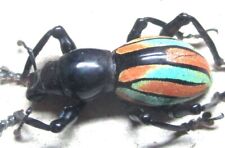 Q005 Q | EL : Pachyrrhynchus species? male 16.5mm NEW!!!!!!!!!!!!!!!! for sale  Shipping to South Africa