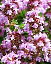 Purple creeping thyme for sale  High Point