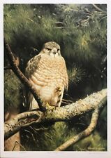 CLAUDIO D'ANGELO "BROAD WINGED HAWK" | HAND SIGNED PRINT | BIRDS | MAKE AN OFFER for sale  Shipping to Canada
