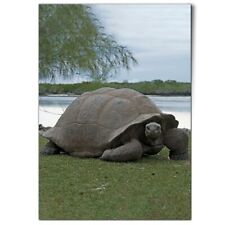 Aldabra giant tortoise for sale  Shipping to Ireland