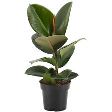 Ficus robusta indoor for sale  UK
