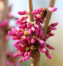 Chinese judas tree for sale  Shipping to Ireland