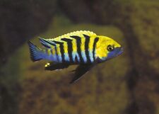 Pseudotropheus cynotilapia afr for sale  HAYWARDS HEATH