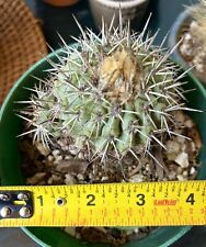 large specimen cactus for sale  Saint Petersburg