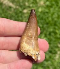 dinosaur fossil dinosaur tooth for sale  Coppell