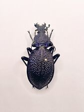 Used, Entomology Taxidermy: Procerus Tauricus Crimeanus, Crimea 2011, 45.96mm A1- for sale  Shipping to South Africa