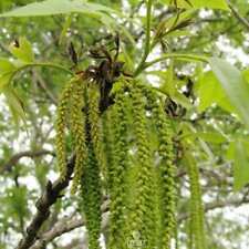 Carya illinoinensis 5 PIEZAS semillas frescas, semillas de pacana Carya, nueces de pacana, árbol de nueces segunda mano  Embacar hacia Argentina