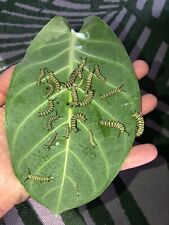 Calotropis gigantea giant for sale  Port Orange