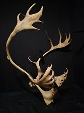 Caribou wall mount for sale  Port Matilda