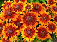 Rudbeckia autumn forest for sale  LONDON