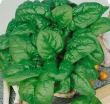 200 bloomsdale spinach d'occasion  Expédié en Belgium