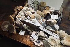 Großes konvolut fossilien gebraucht kaufen  Mainz-Kostheim