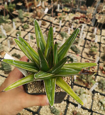 2828 Agave victoriae-reginae 'kazo bano', ¡lee descripción!, usado segunda mano  Embacar hacia Argentina