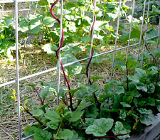 Ceylon vine spinach for sale  BARNET