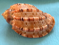 Harpa Major ( Harpa Conoidalis) ~70mm, used for sale  Shipping to South Africa