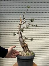 Pino nero bonsai usato  Italia
