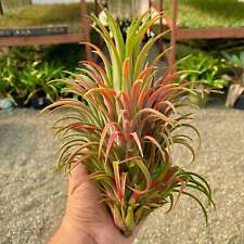 Ionantha curly giant for sale  Vacaville