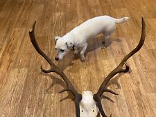 stag antlers for sale  BRIDGE OF ORCHY