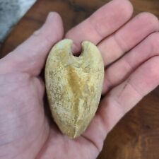 fossil clam for sale  Denison