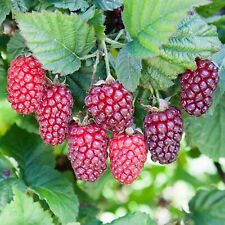 Rubus tayberry plant for sale  GLASGOW