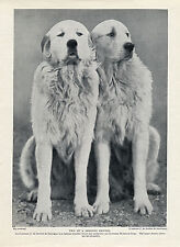 GREAT PYRENEES PYRENEAN MOUNTAIN DOG A BRACE OF DOGS OLD 1934 PRINT, used for sale  COLEFORD