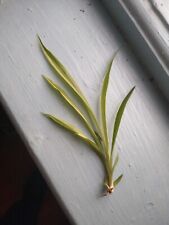 Baby spider plant for sale  LIVERPOOL