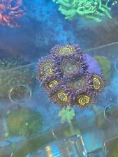 Stratosphere zoa coral for sale  LONDON