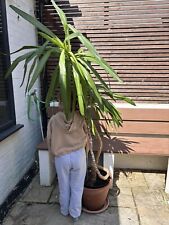 Huge indoor palm for sale  LONDON